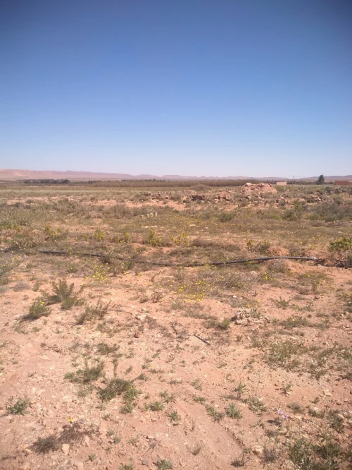 Vente Terrain Agricole Laghouat Laghouat