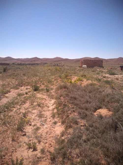 Vente Terrain Agricole Laghouat Laghouat