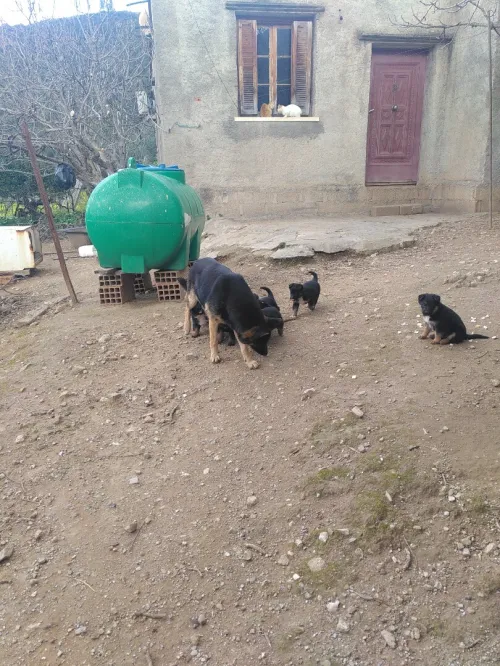 chiots croisé berger allemand