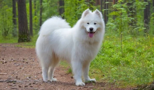 Couple Samoyed Ras rare