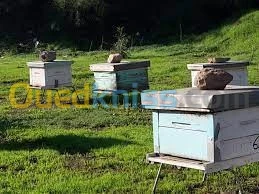 vends ruches 10 cadres