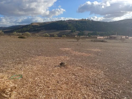 Vente Terrain Medea Tablat