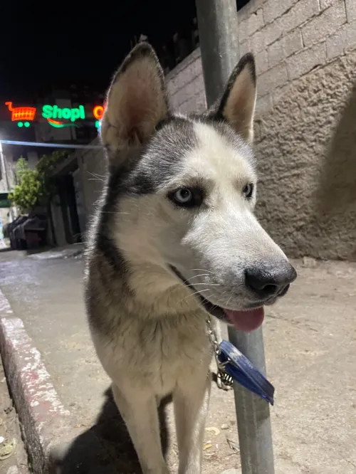 Chien Huskey