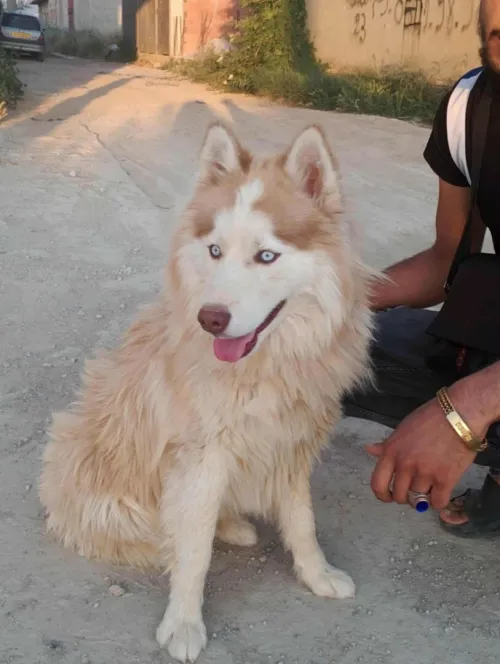 Husky male