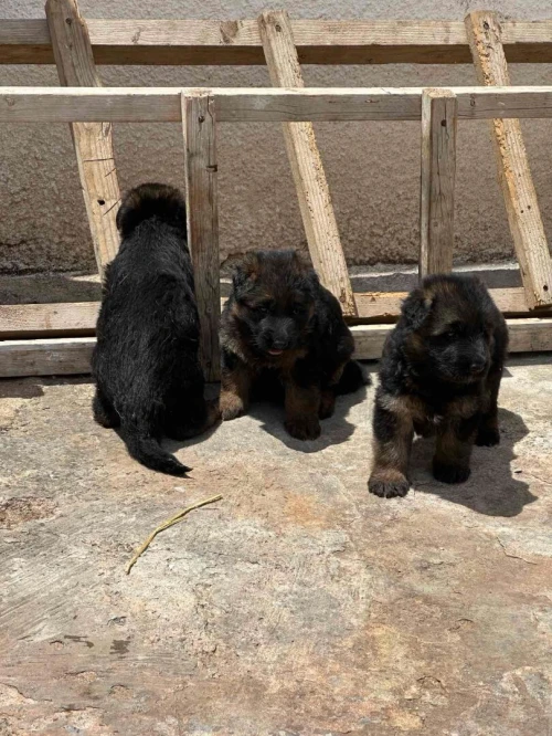 Ventes des chiens de race