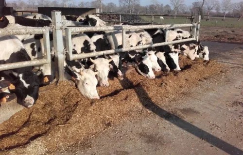 Troupeaux vaches laitière