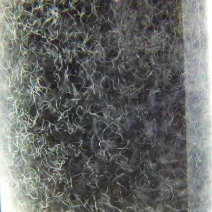 Souche d'anguillules du vinaigre