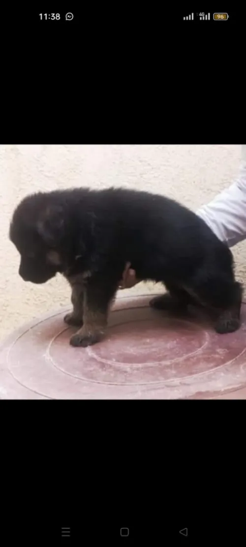 Chien berger allemond