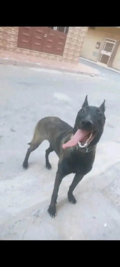 Chien malinois charboni
