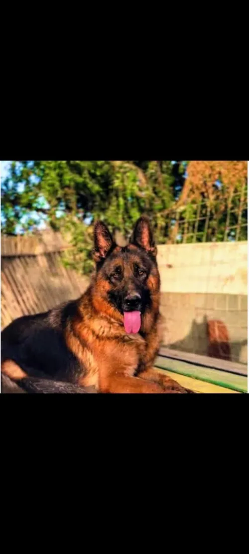 Chien berge allemond