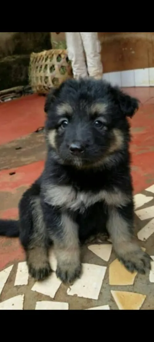 Chien berger allelond