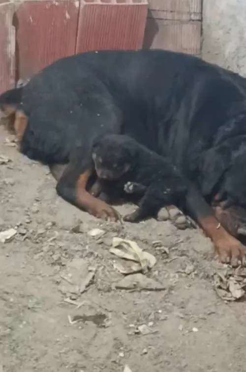 Chien rottwieller