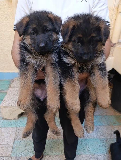  Berger allemand برجي ألمون
