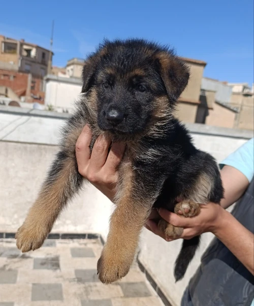  Berger allemand برجي ألمون