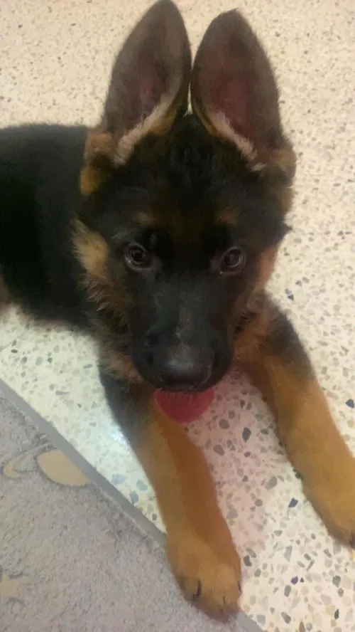 Berger Allemand