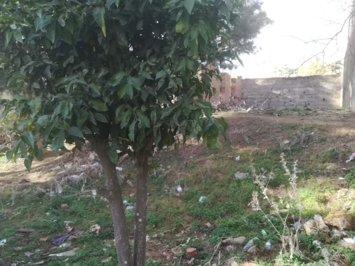 Vente Terrain Alger Bouzareah