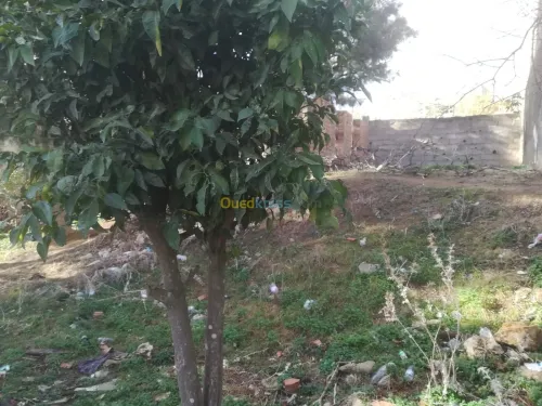 Vente Terrain Alger Bouzareah