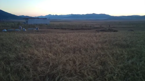Vente Terrain Agricole Batna El madher