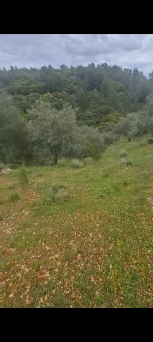 Vente Terrain Béjaïa Toudja
