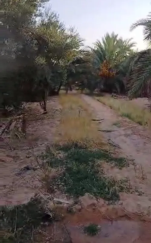 Vente Terrain Agricole Ouargla Ain beida