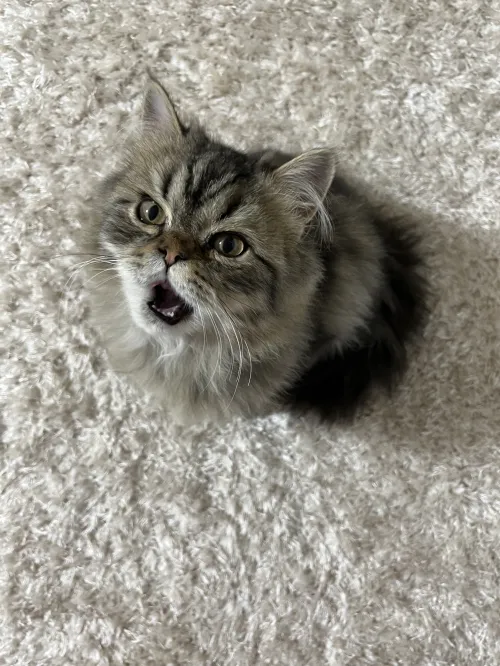 Chat persan