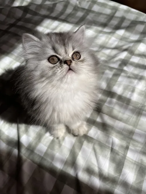 Chaton female