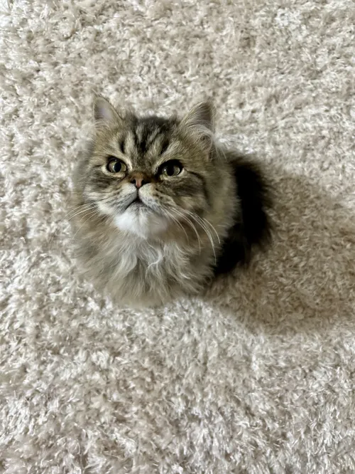 Chat persan