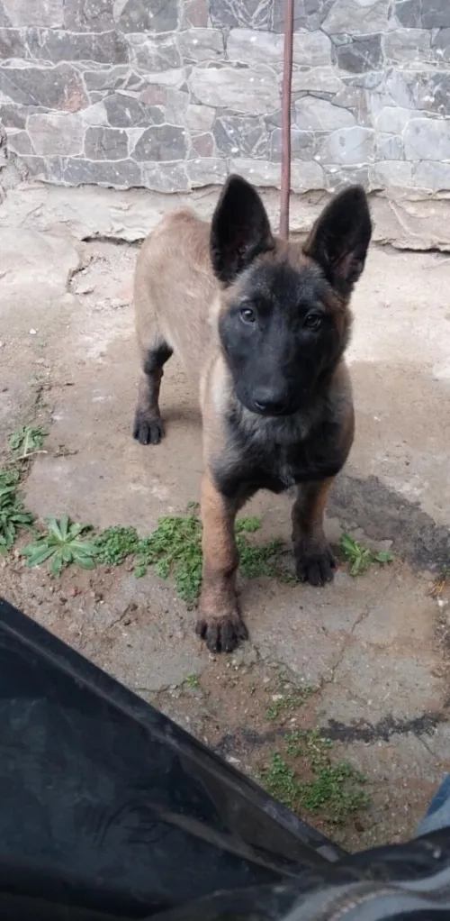 Malinoi 