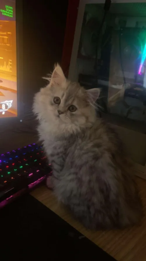 Chatton Persan chinchilla 