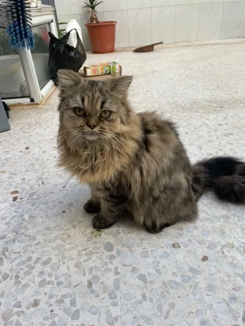 British long hair female 7 mois