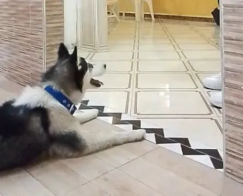 Femmelle Husky 4mois 