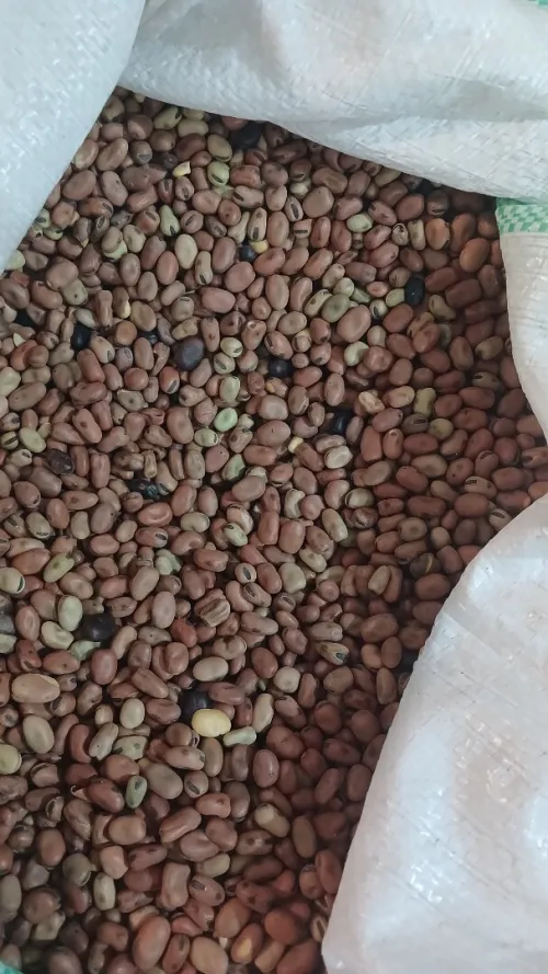 خرطال احمر واسود وفول ماريكان زريعة semence Khourtal khrtal khortal