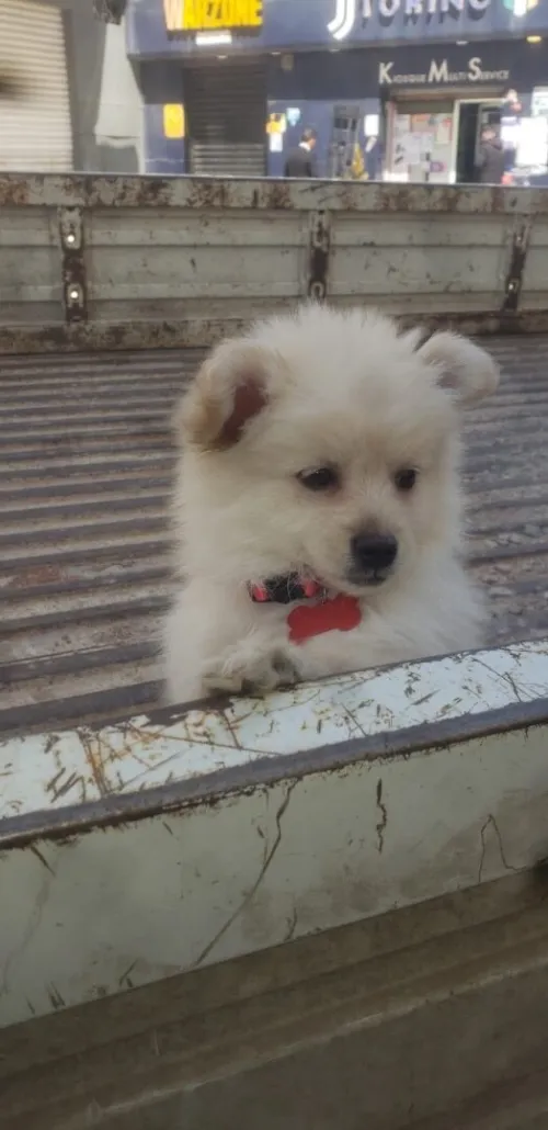 Spitz allemand femelle