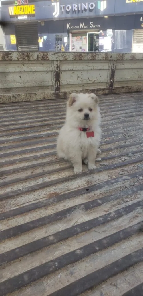 Spitz allemand femelle