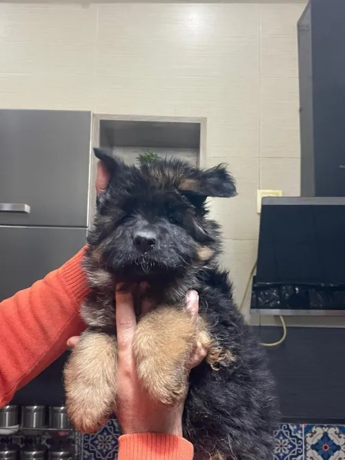 Berger allemand pedigree