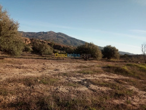 Vente Terrain Bouira Ahnif