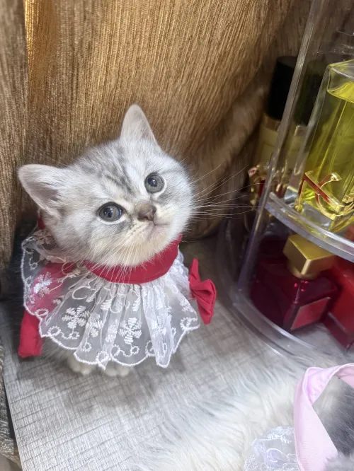 Chat British shorthair Silver