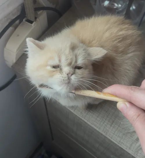 Chat de race
