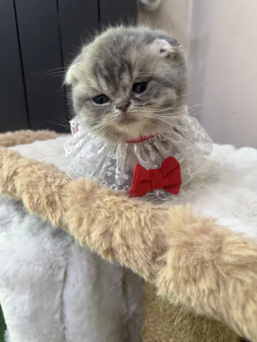 Chat Scottish fold male