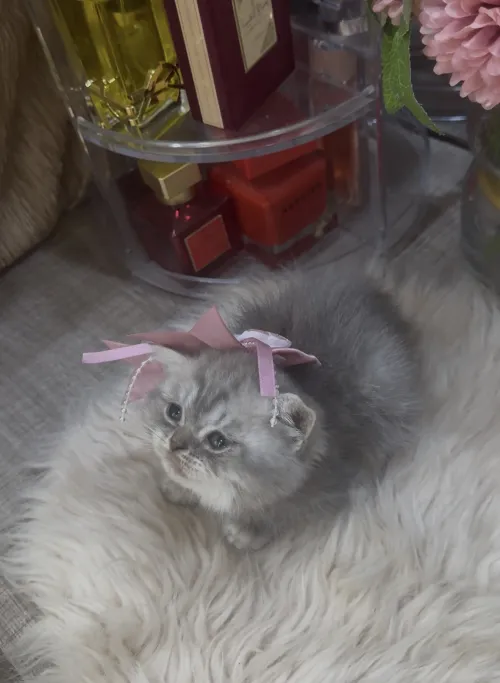 Chatte British shorthair Silver