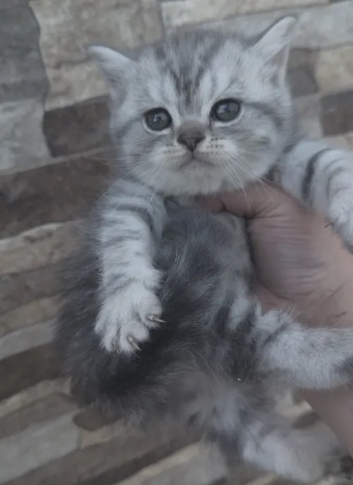 Chat British shorthair silver male