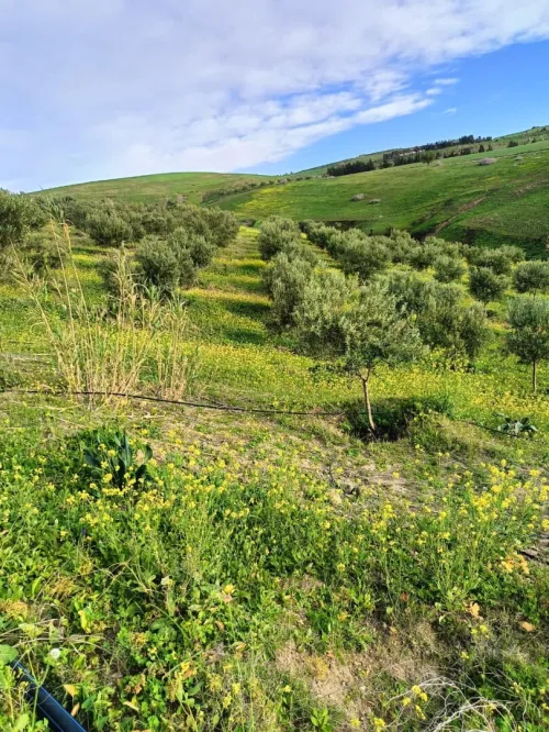 Vente Terrain Agricole Aïn Témouchent Ain kihal