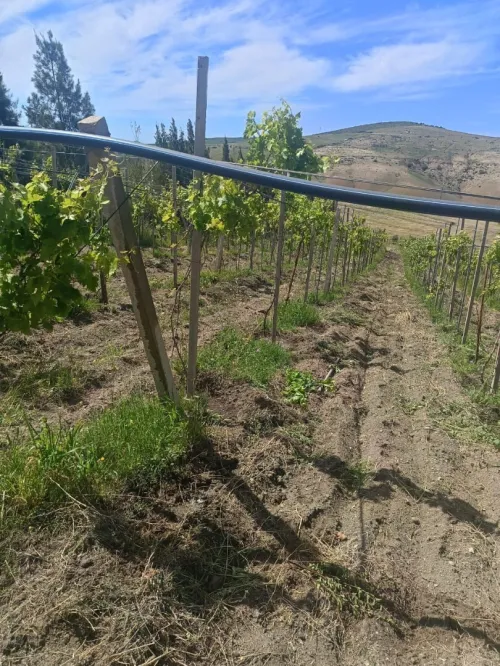 Vente Terrain Agricole Aïn Témouchent Ain kihal
