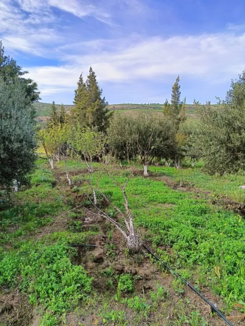 Vente Terrain Agricole Aïn Témouchent Ain kihal