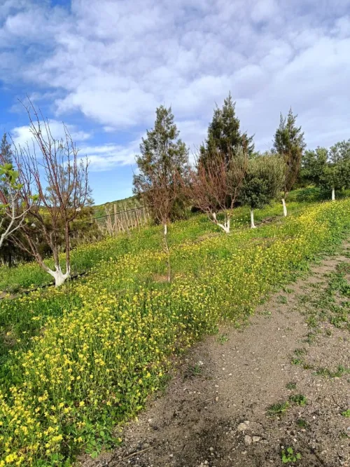 Vente Terrain Agricole Aïn Témouchent Ain kihal