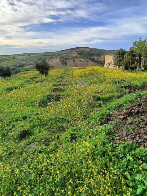 Vente Terrain Agricole Aïn Témouchent Ain kihal