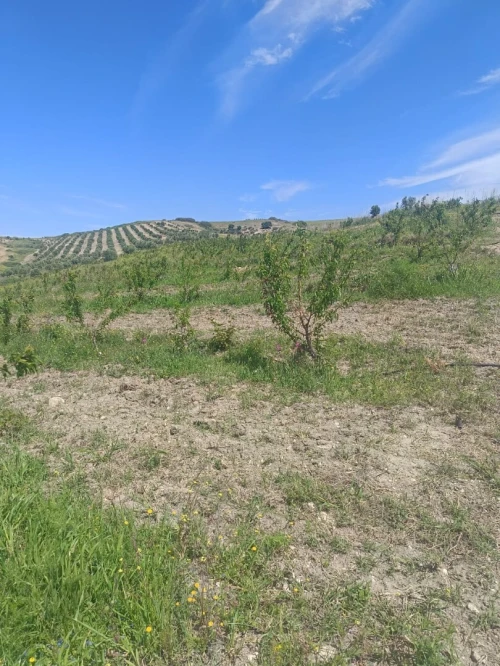Vente Terrain Agricole Aïn Témouchent Ain kihal