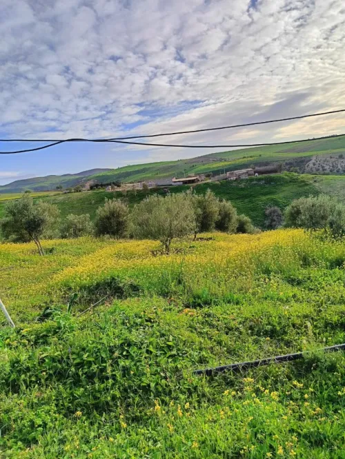 Vente Terrain Agricole Aïn Témouchent Ain kihal