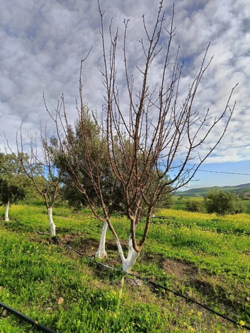 Vente Terrain Agricole Aïn Témouchent Ain kihal