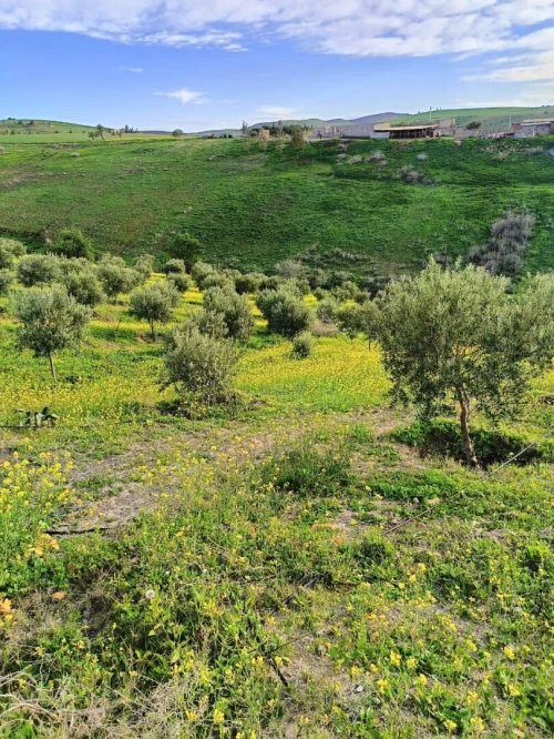 Vente Terrain Agricole Aïn Témouchent Ain kihal